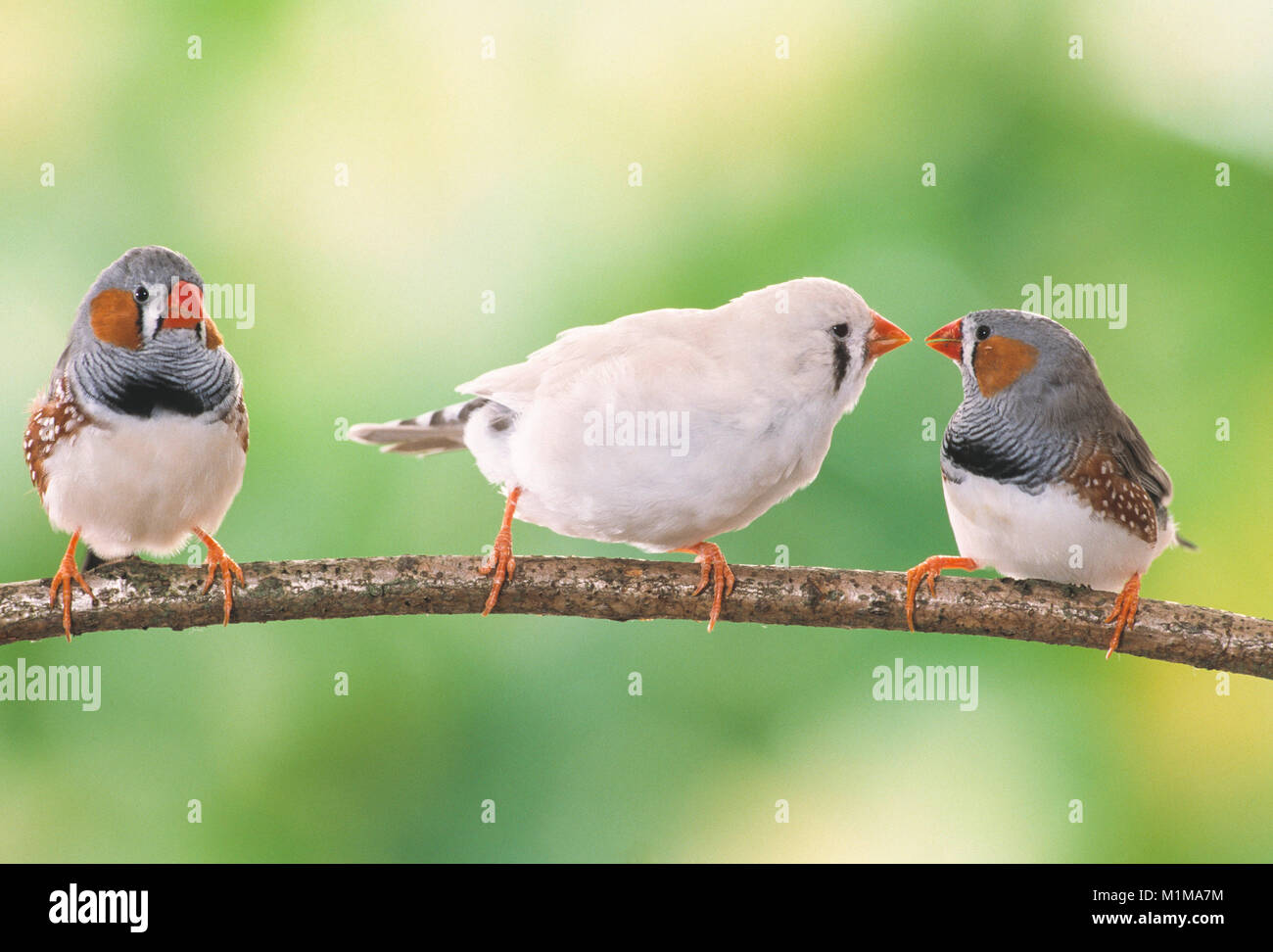 Zebra Finch (Taeniopygia guttata). Tre uccelli adulti appollaiato su un ramoscello. Germania Foto Stock