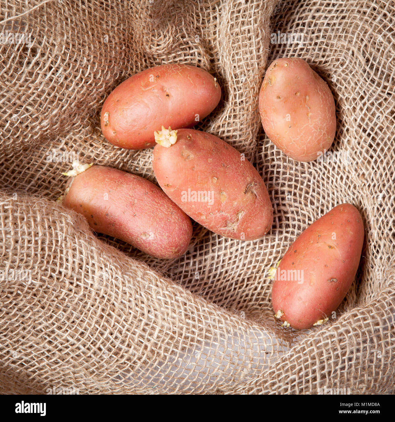 Vecchio rugoso patate con i cavoli germogliati in tela Foto Stock