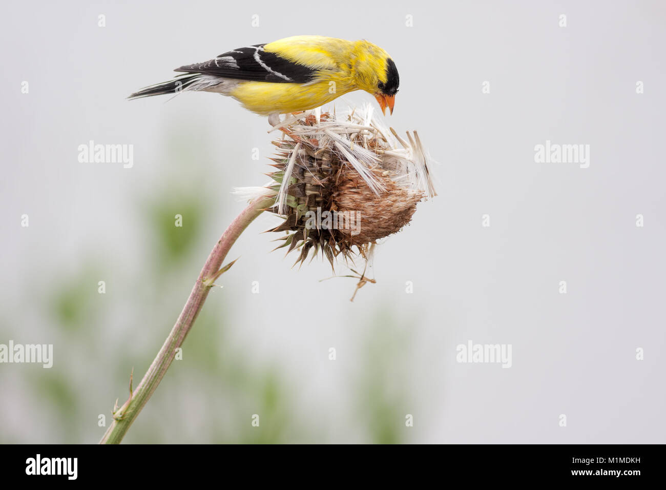 American Cardellino (Spinus tristis), noto anche come il cardellino orientale e selvaggio in Canarie. Questa foto mostra i maschi riproduttori. Foto Stock