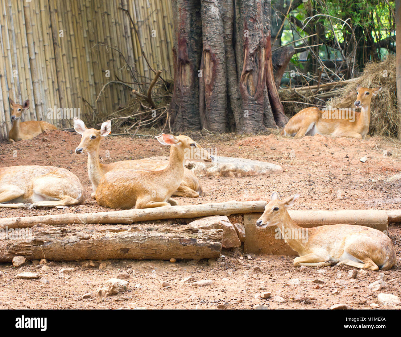 Un gruppo di cervi nel giardino zoologico. Foto Stock