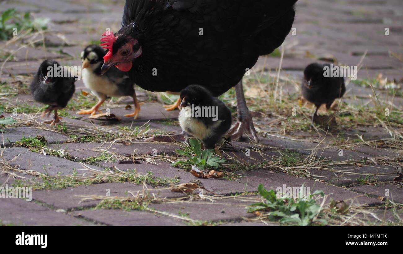 famiglia del pollo Foto Stock