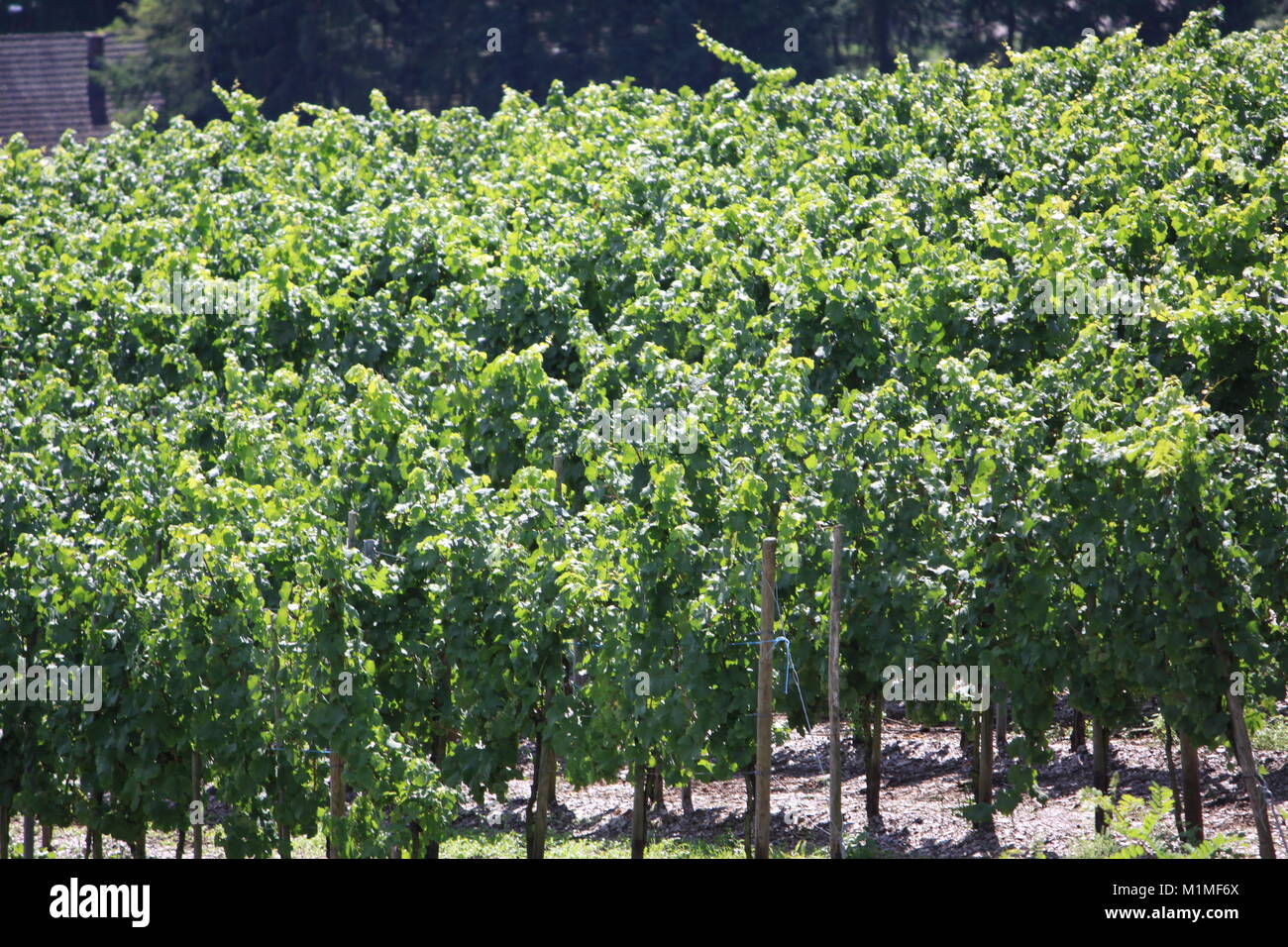 Il Riesling Vigna, Valle della Mosella, Germania, vitigni Foto Stock