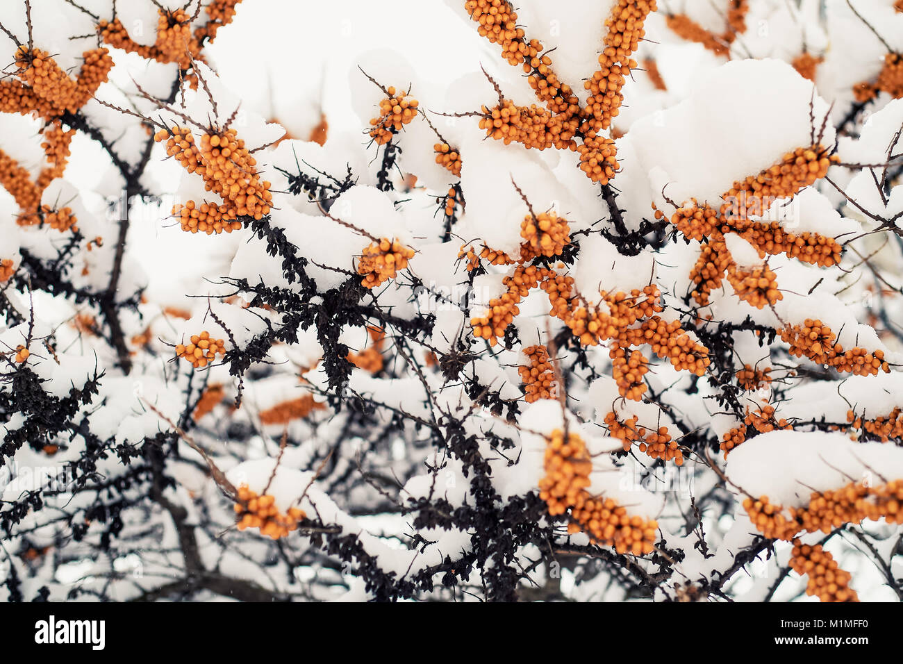 Di Mare Frangola bacche su un ramo sotto una neve hat.Inverno alimenti per uccelli Foto Stock