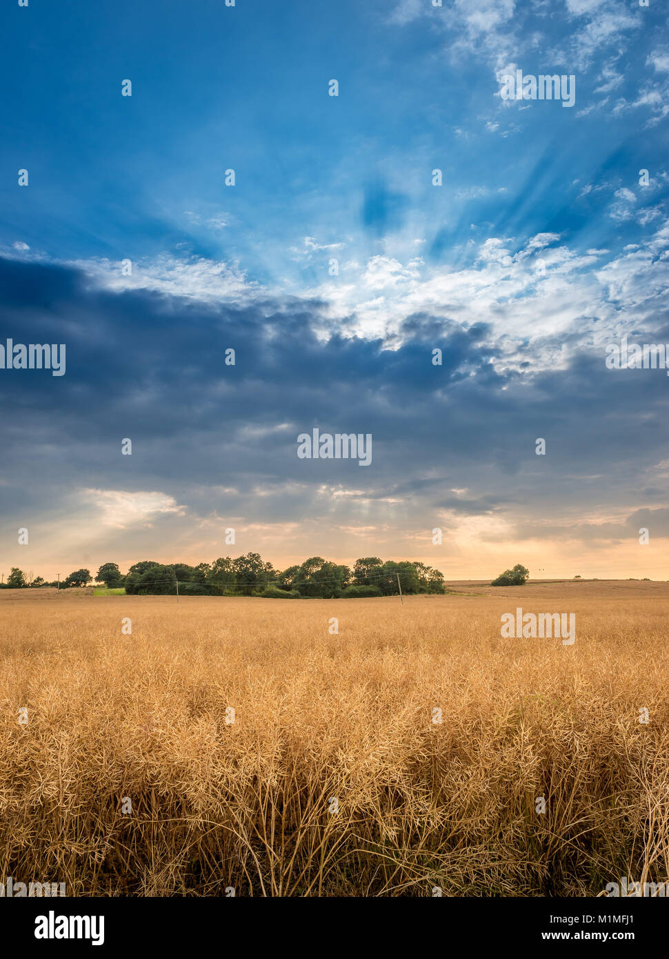 Un tipico paesaggio agricolo scena di campi arabili sul bordo del Lincolnshire Fens vicino Bourne, Sud Lincolnshire, Regno Unito Foto Stock