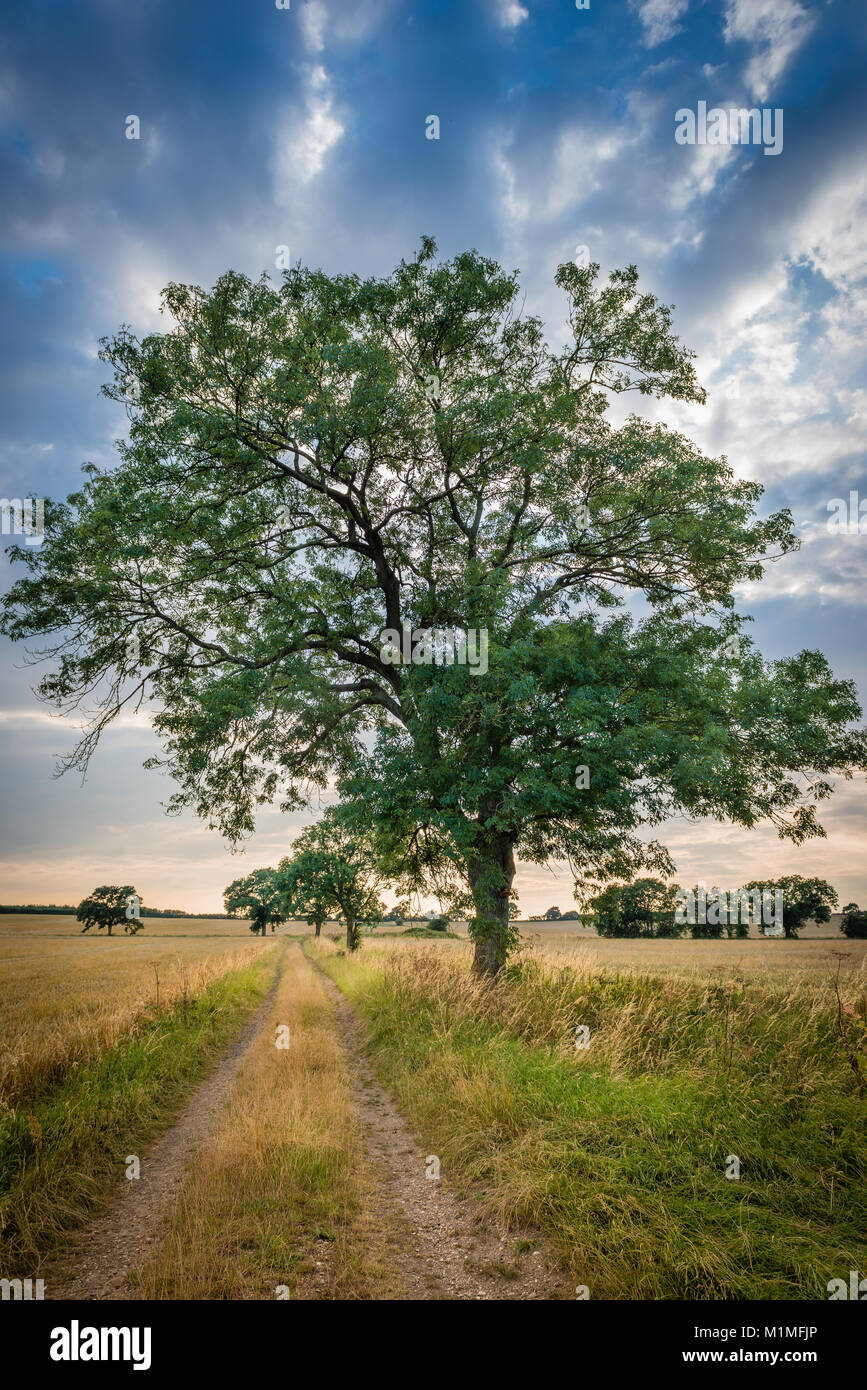 Un tipico paesaggio agricolo scena di campi arabili sul bordo del Lincolnshire Fens vicino Bourne, Sud Lincolnshire, Regno Unito Foto Stock