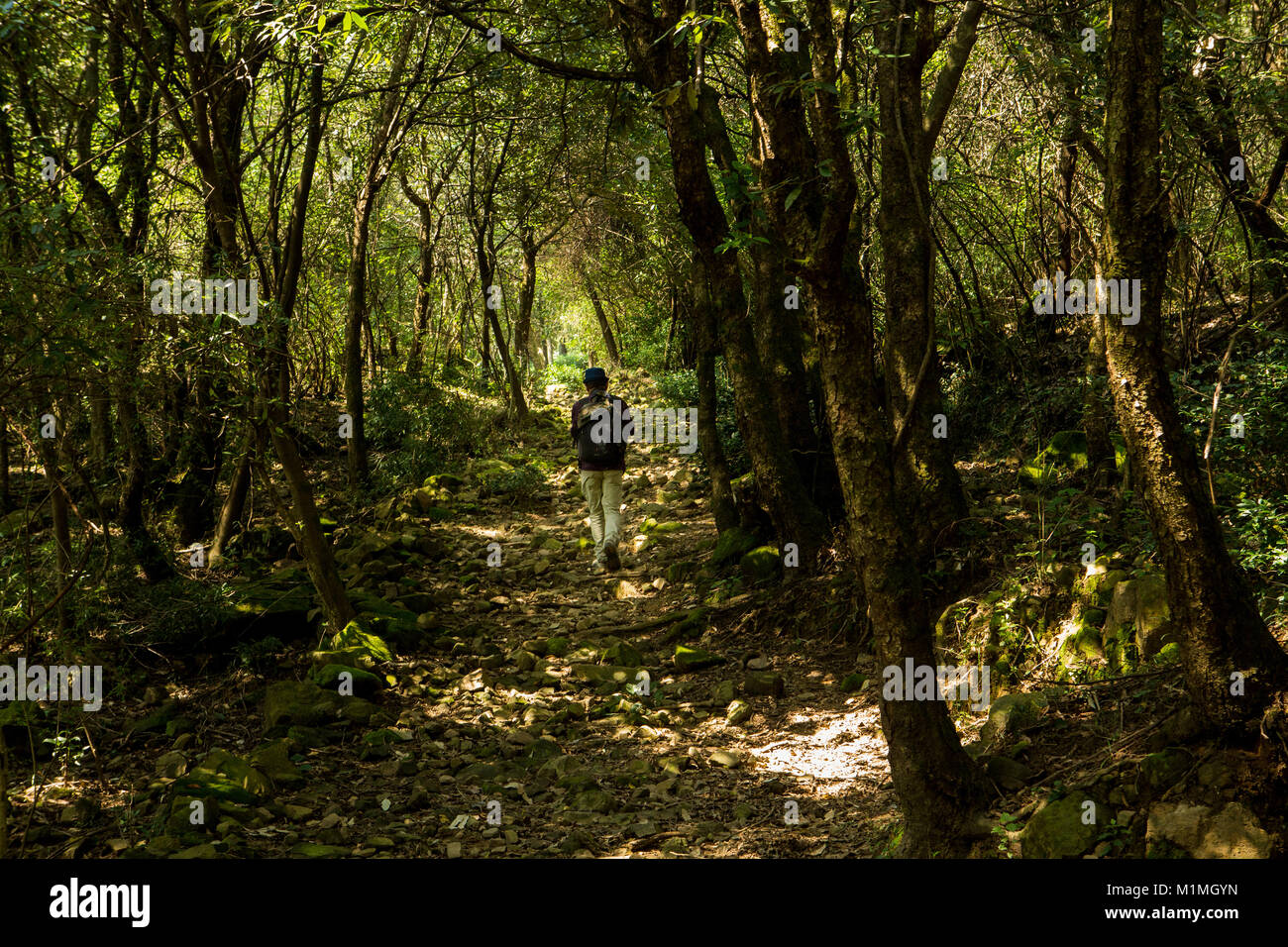 Un entusiasta persona escursioni nei boschi della Foresta. Foto Stock