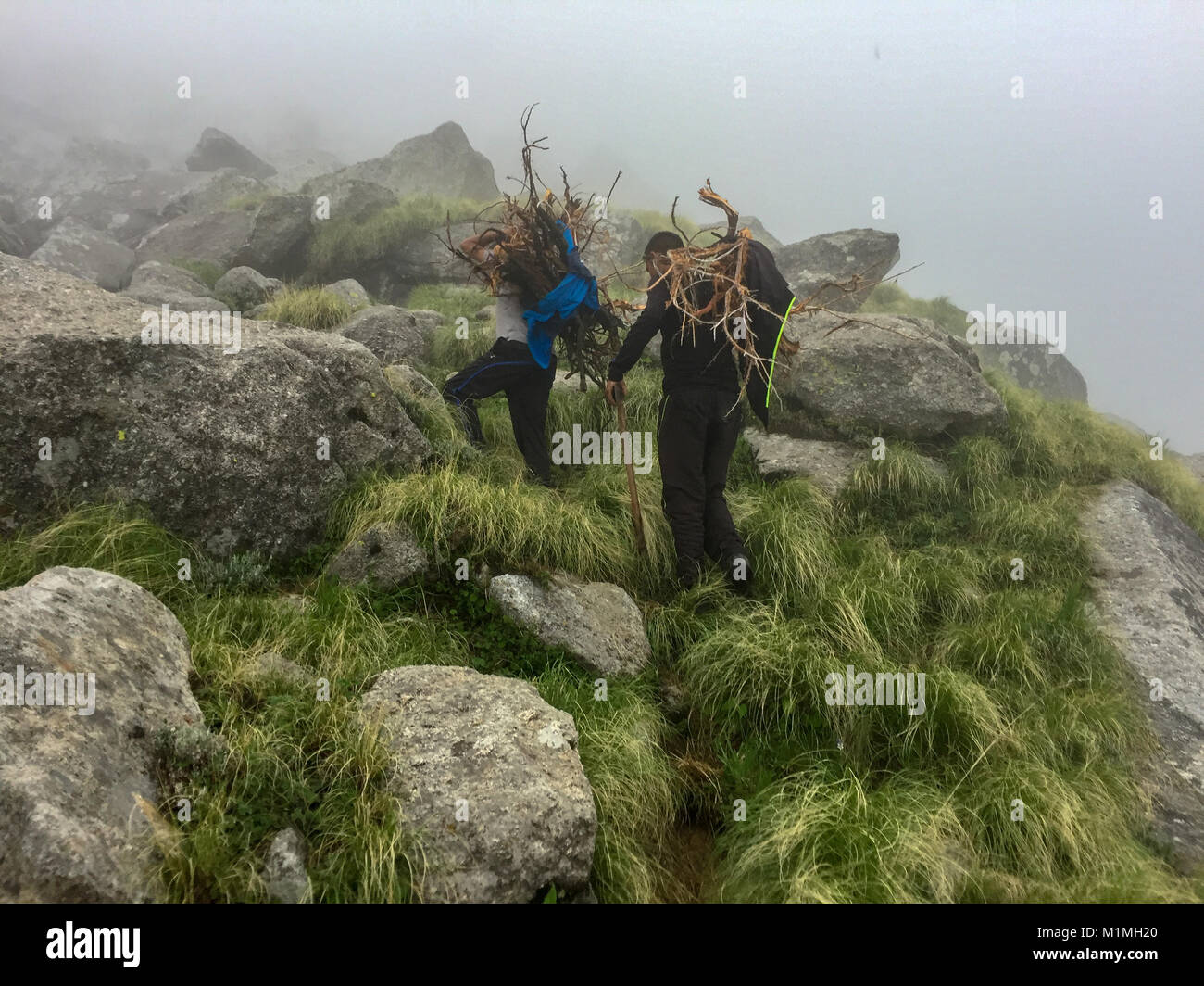 La raccolta di boschi per campeggio in Himalaya durante il trekking Foto Stock