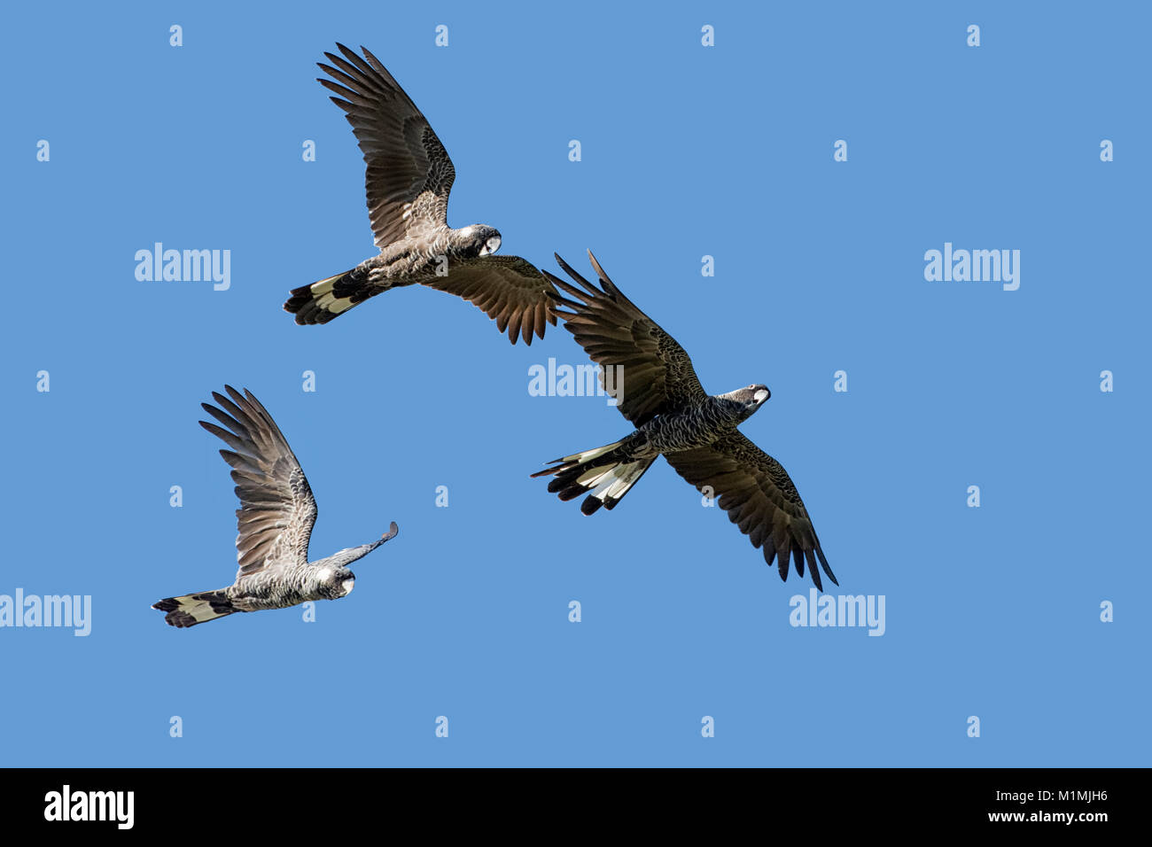 Tre Cockatoos Carnaby in volo, Perth, Australia Occidentale, Australia Foto Stock