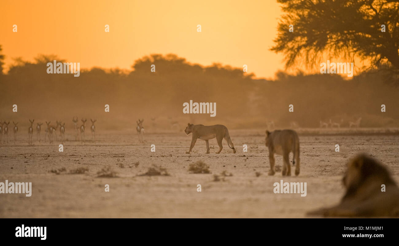 Due leonesse che stagliano l'antilope, il Sudafrica Foto Stock