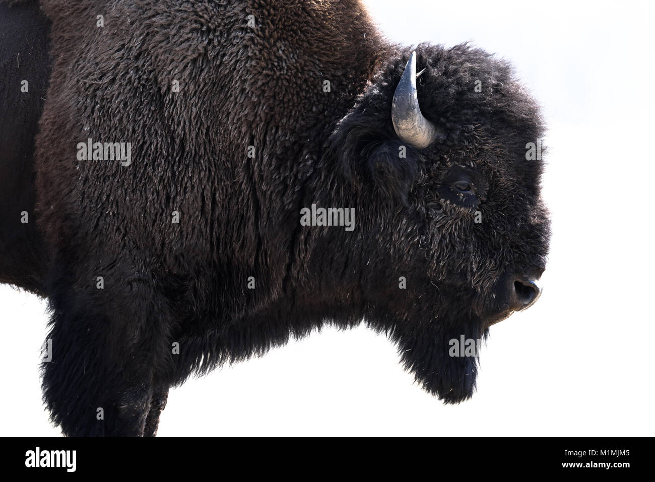 American Bison, Yellowstone National Park, Wyoming, Stati Uniti Foto Stock