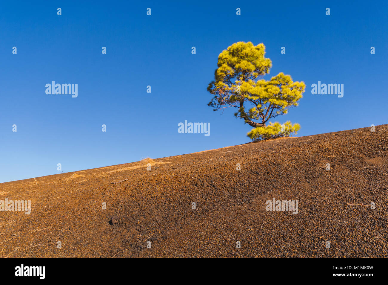 Lone Tree, Parco Nazionale del Teide, Santa Cruz de Tenerife, Isole Canarie, Spagna Foto Stock