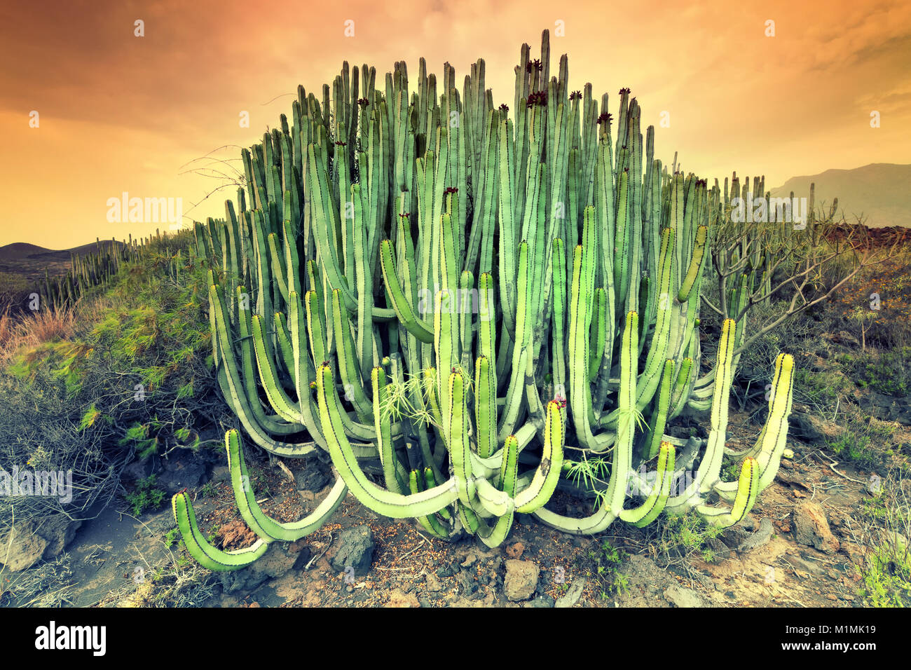 Cactus, Malpais de Guimar, Santa Cruz de Tenerife, Isole Canarie, Spagna Foto Stock