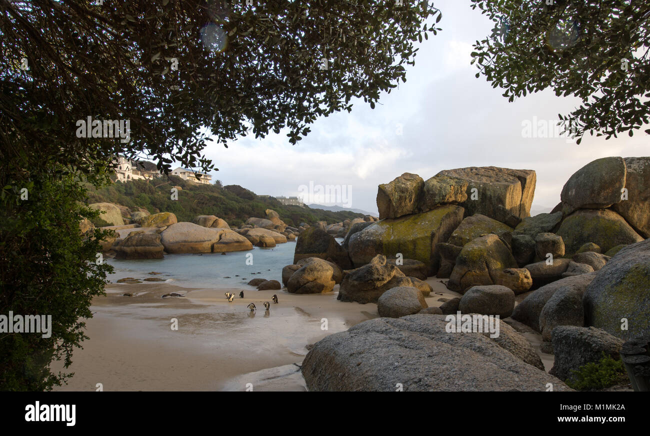 Pinguini su Boulders Beach, Simon's Town, Western Cape, Sud Africa Foto Stock