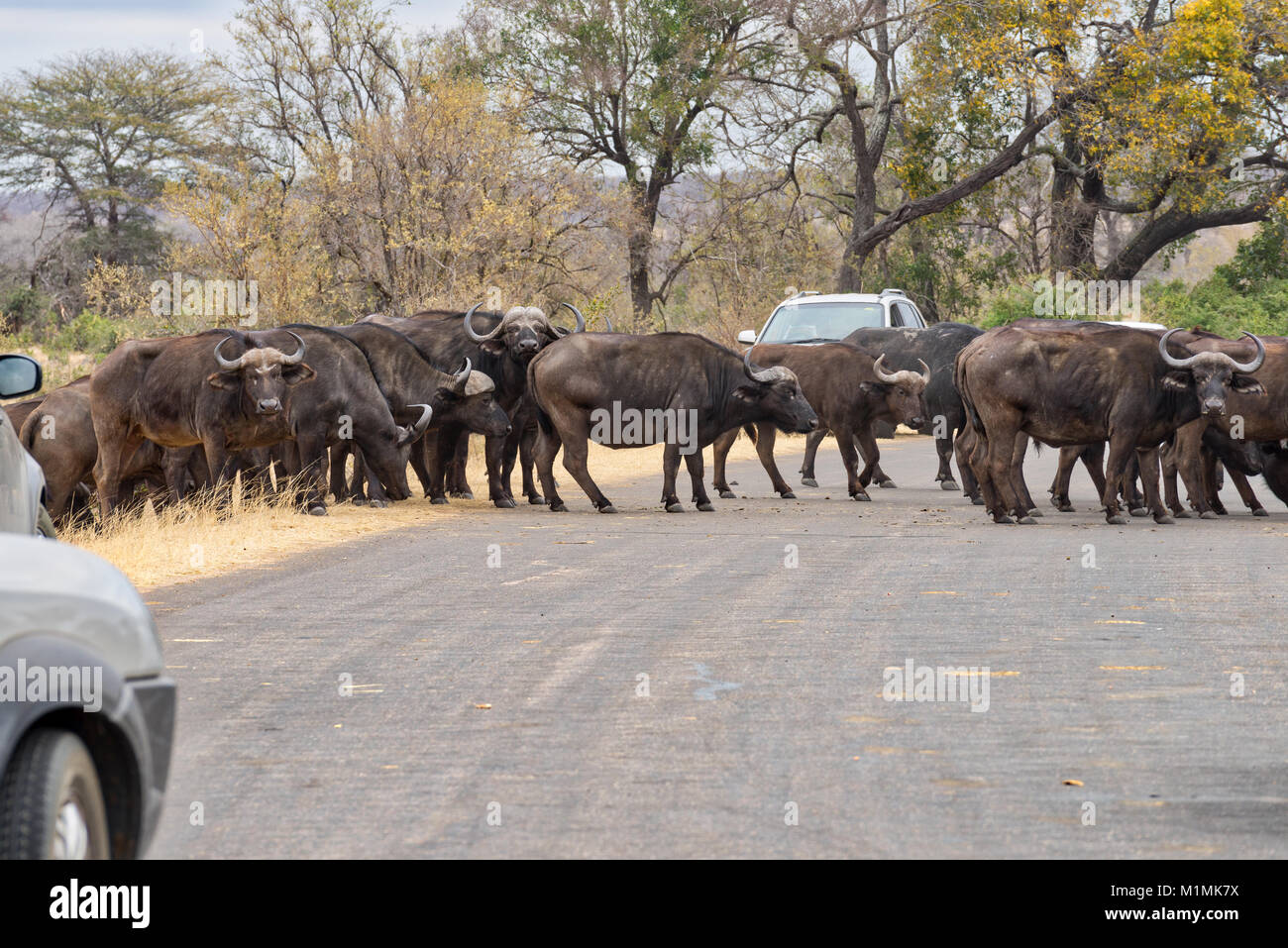 Allevamento di bufali africani che attraversa la strada, Mpumalanga, Sudafrica Foto Stock