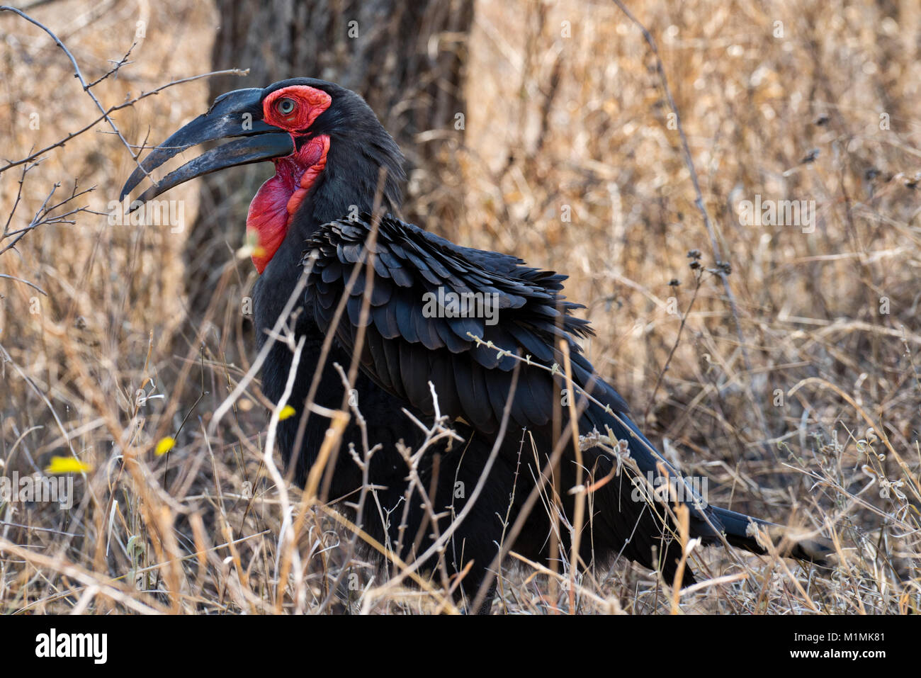 Maschio di messa a terra del sud hornbill, Mpumalanga, Sud Africa Foto Stock