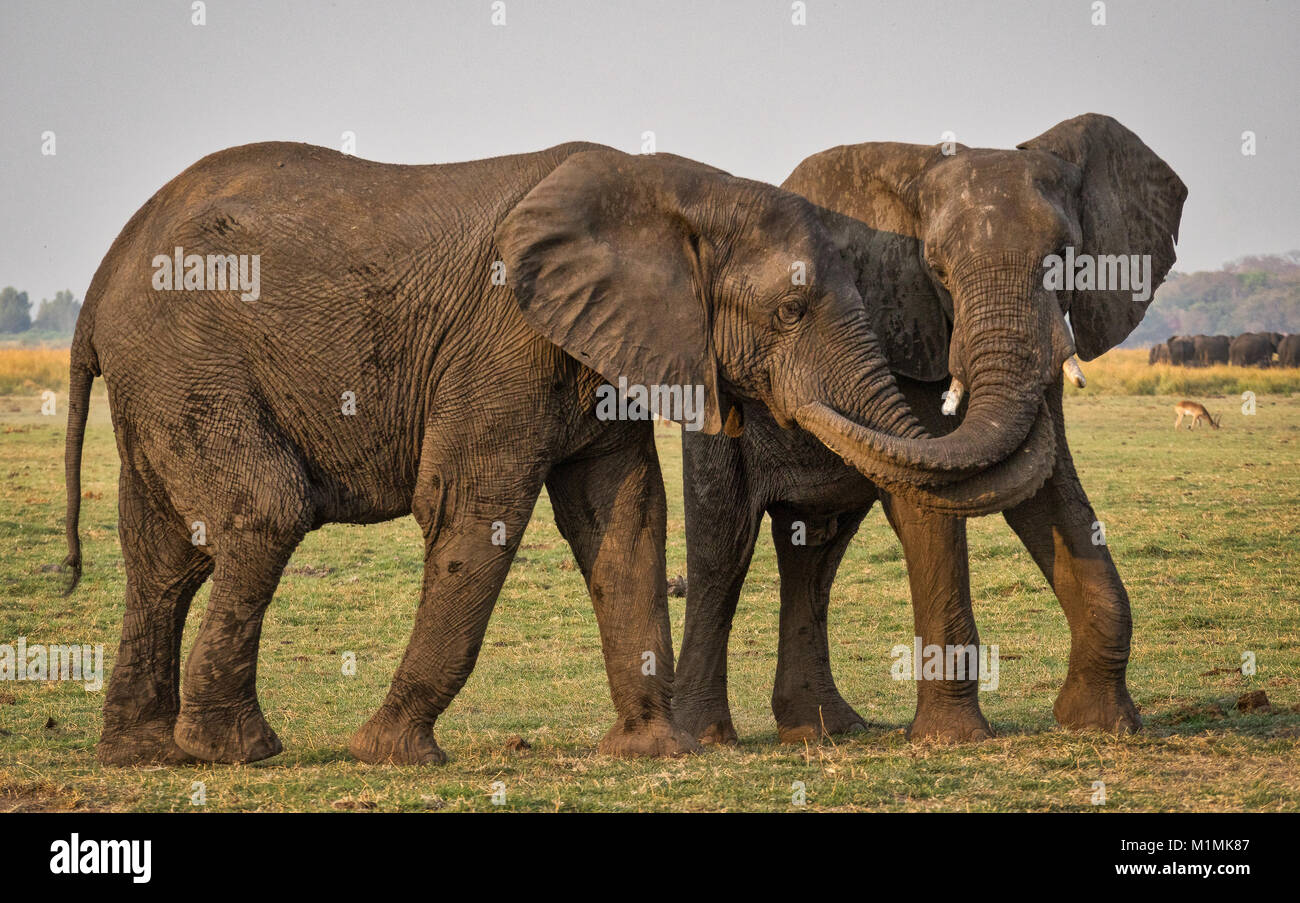 Due elefanti con i loro tronchi intrecciati, il Botswana Foto Stock