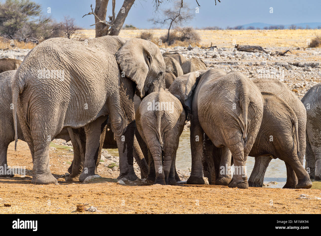 Mandria di elefanti in piedi vicino al buco d'acqua Okaukuejo, Etosha National Park, Namibia Foto Stock
