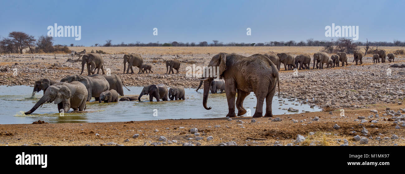 Mandria di elefanti che si trovano nel buco d'acqua di Okaukuejo, Etosha National Park, Namibia Foto Stock