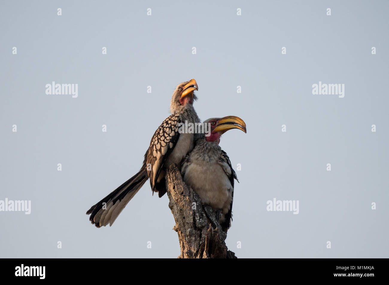 Due uccelli della fiorola del sud, fatturati con il giallo, su un albero, il Sudafrica Foto Stock