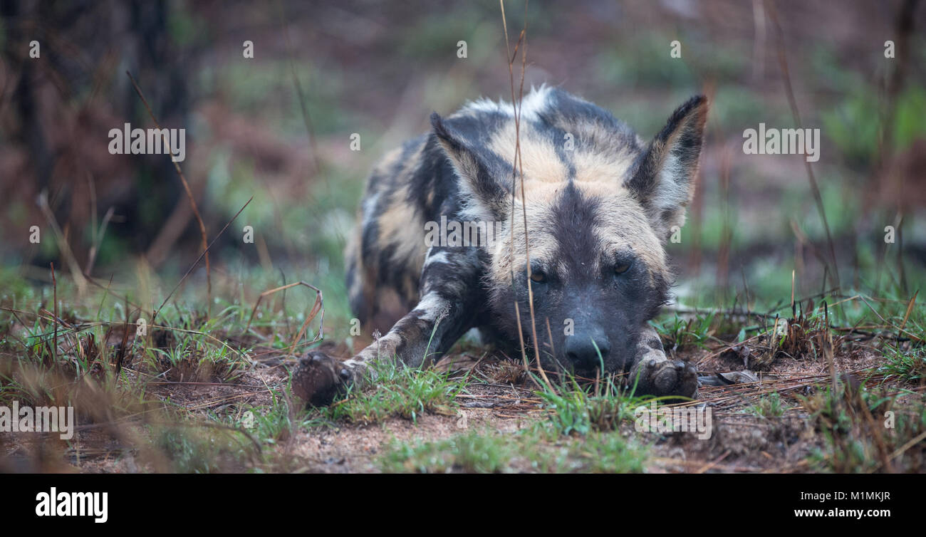 Sonno con cane selvatico, Sudafrica Foto Stock