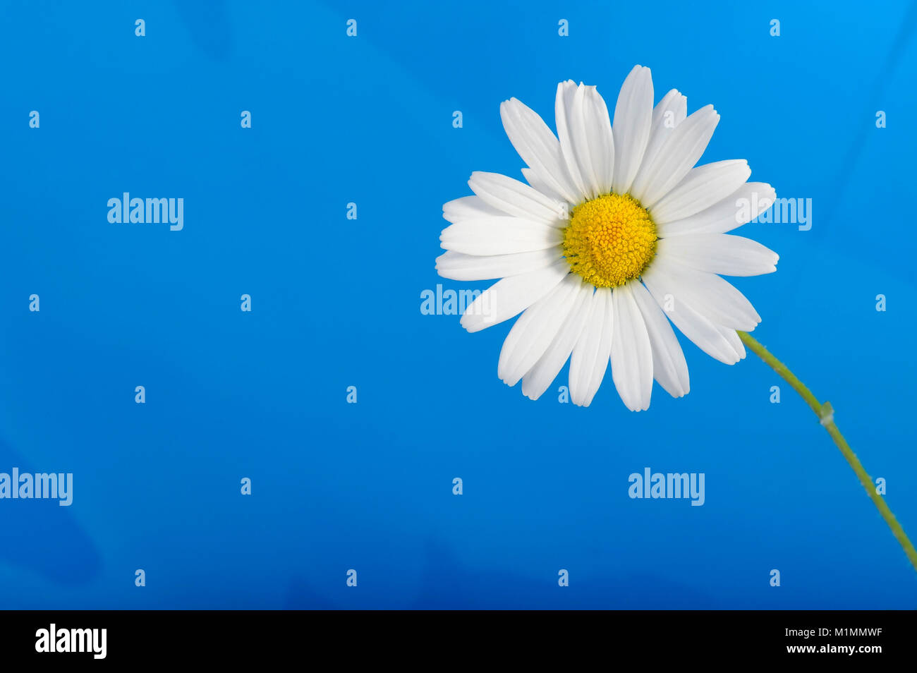 Marguerites, Margeriten Foto Stock