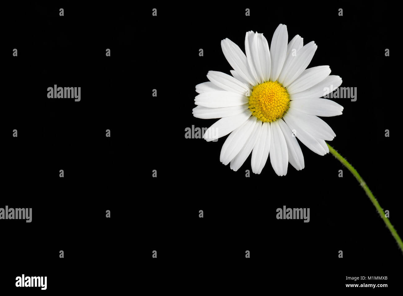 Marguerites, Margeriten Foto Stock