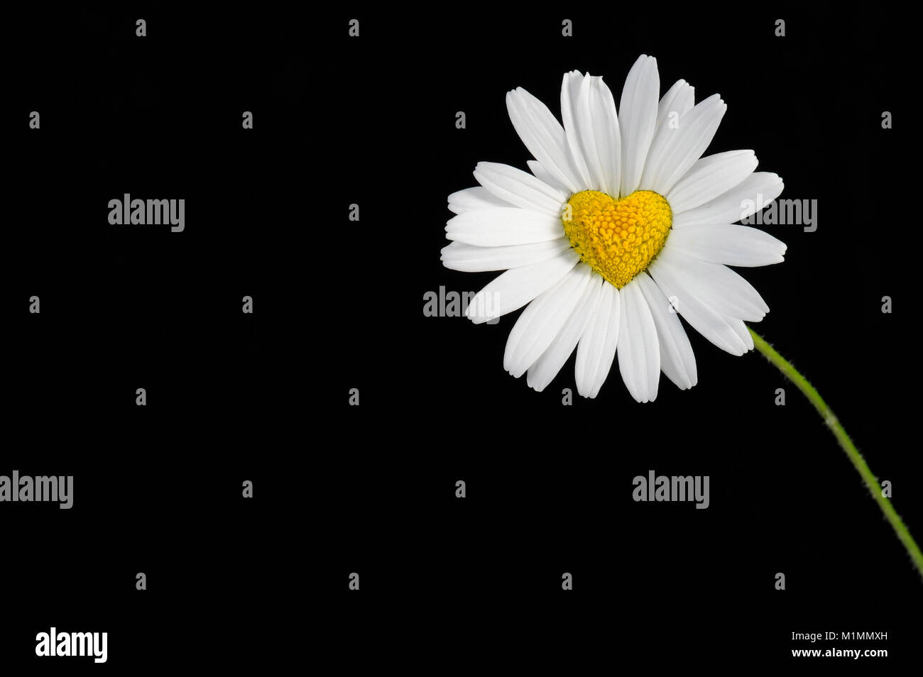 Marguerites Cuore, Margeriten Herz Foto Stock