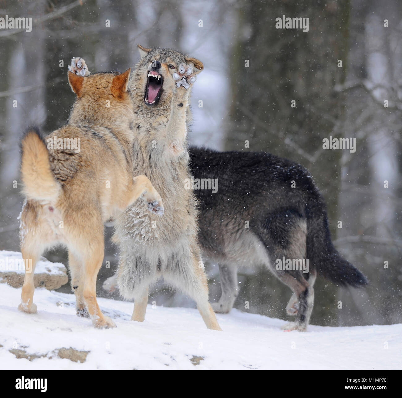 Legname di Lupo Wolf Canis lupus, Lupo Timberwolf Canis lupus Foto Stock