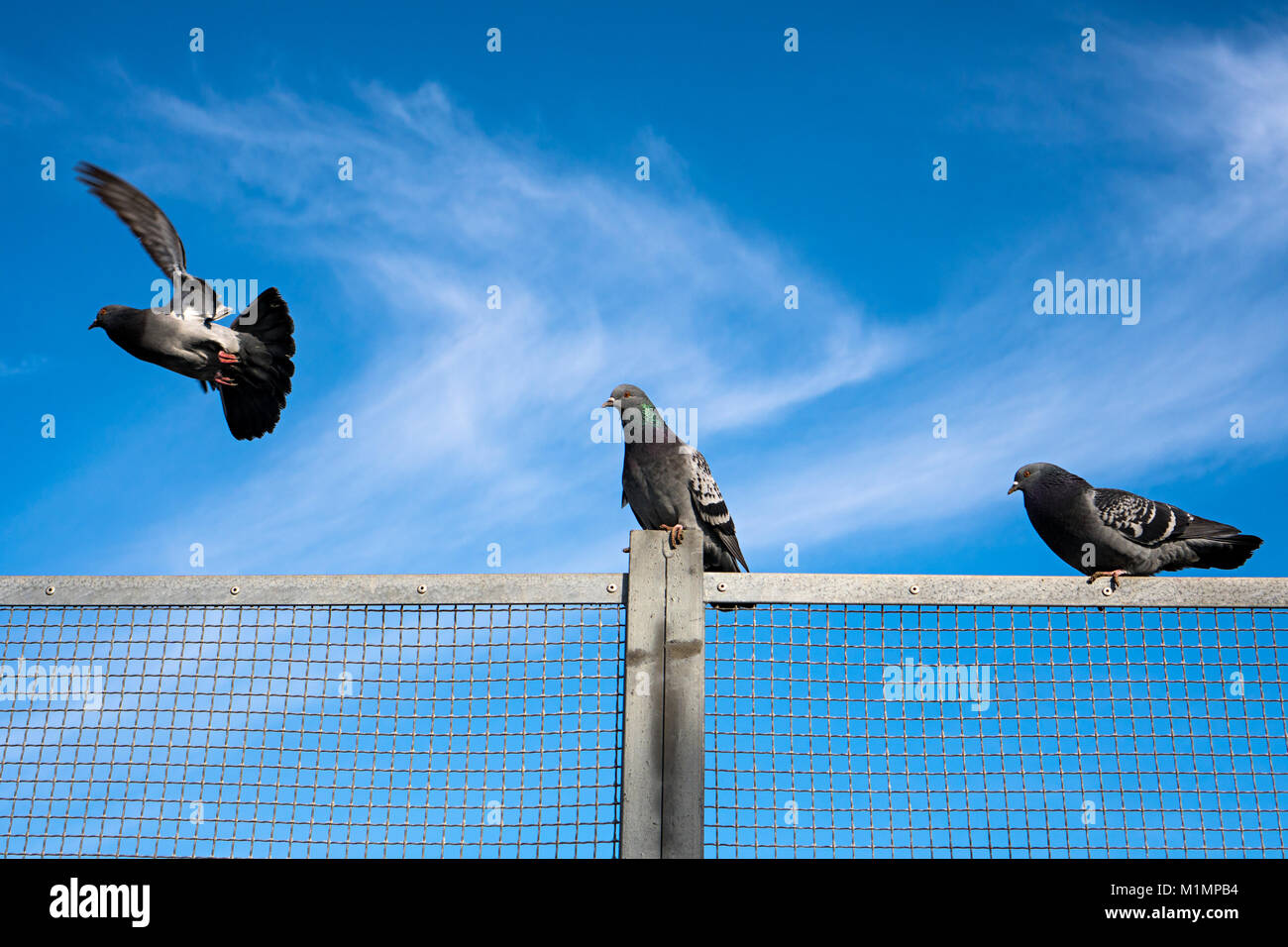 Un piccione volare e due piccioni in piedi su un recinto con cielo blu in background Foto Stock