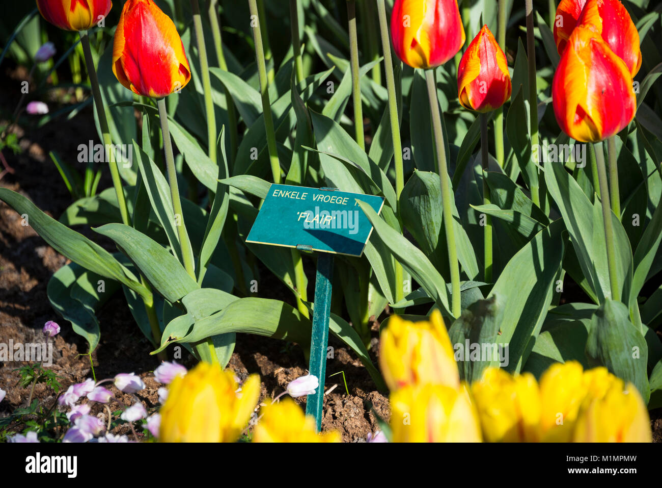Rossiccio/tulipani gialli sono chiamati, Flair tulipani in Kekenhof, Lisse nel sud dell'Olanda. Un inizio di tulip varietà con fioriture che sono di colore rosso brillante di un Foto Stock