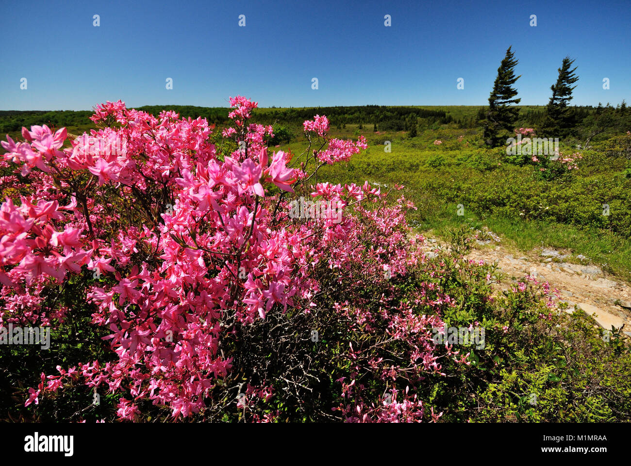 Dolly zolle decked out in rosa Azalea West Virginia Foto Stock