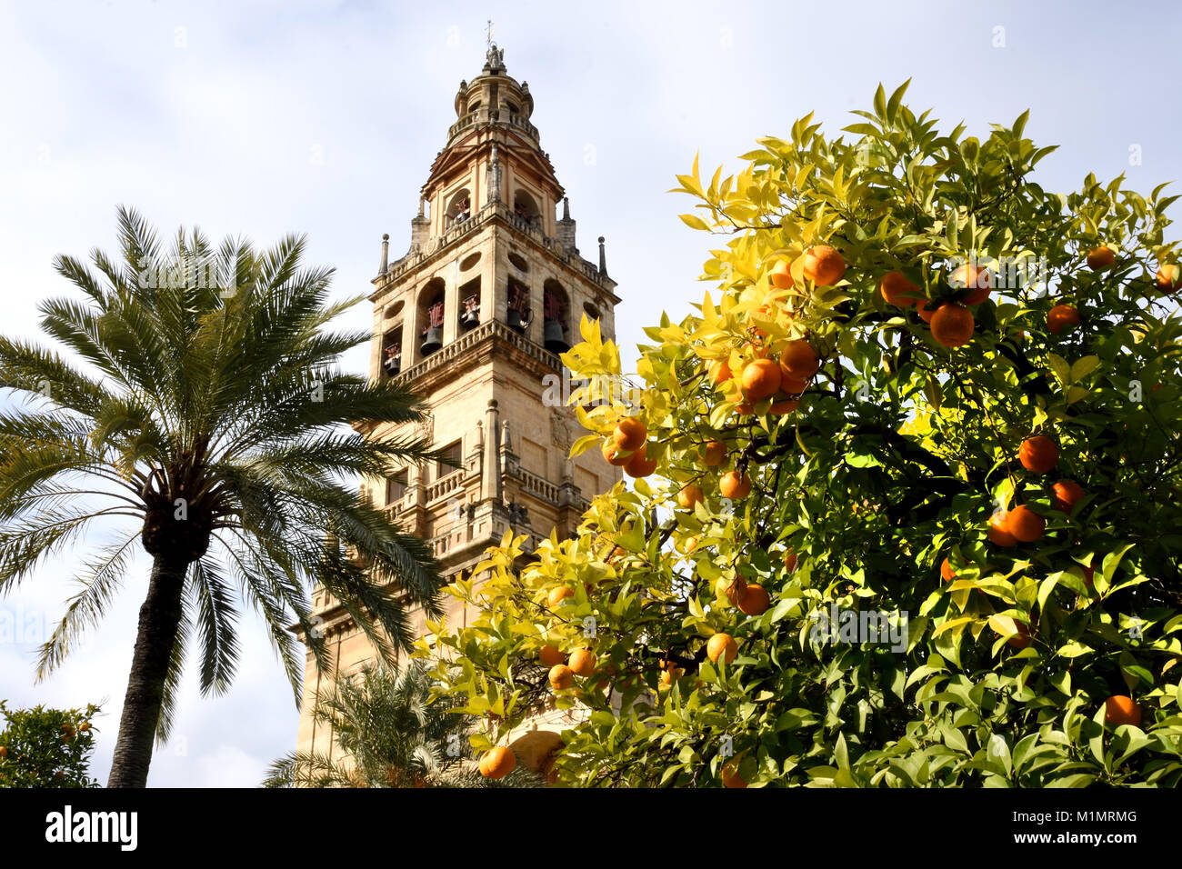 Cordoba- Mesquita, Cattedrale medievale Moschea Islamica convertiti in una cattolica romana, cristiana Andalusia ( arancione- e palme nel cortile di arance) Spagna, Spagnolo Foto Stock