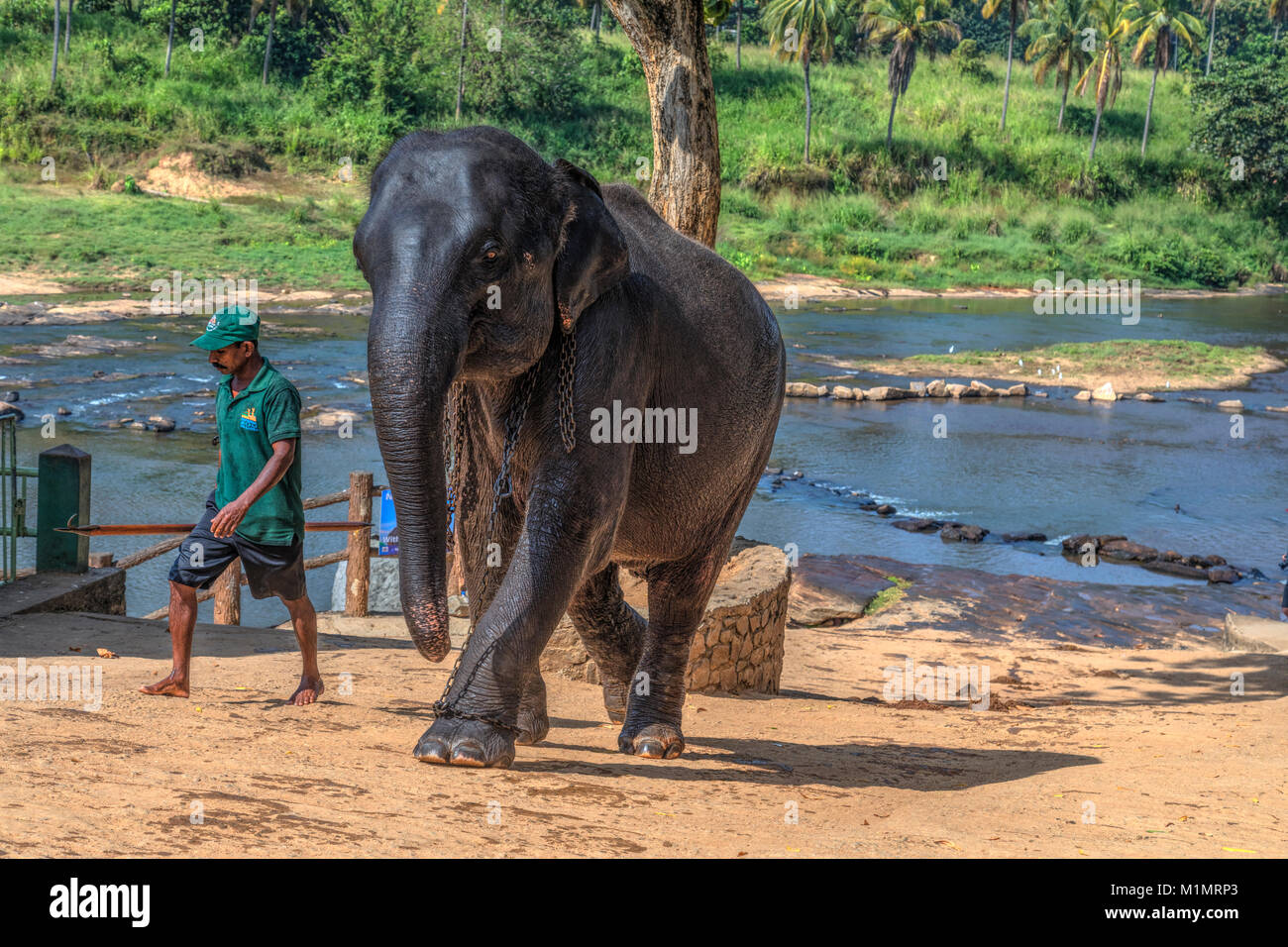 Pinnawala l'Orfanotrofio degli Elefanti, Sabaragamuwa Provincia, Sri Lanka, Asia Foto Stock