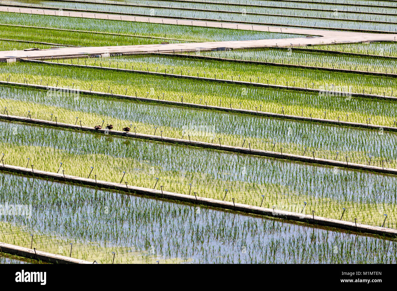 I campi di riso in Corea del Sud, Suwon Foto Stock