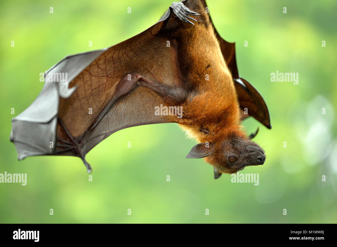 Kalong, pteropus vampyrus, kalong volo così grande cane, flying fox, noto come il maggiore flying fox: la malese, flying fox, malese flying fox, grandi fr Foto Stock
