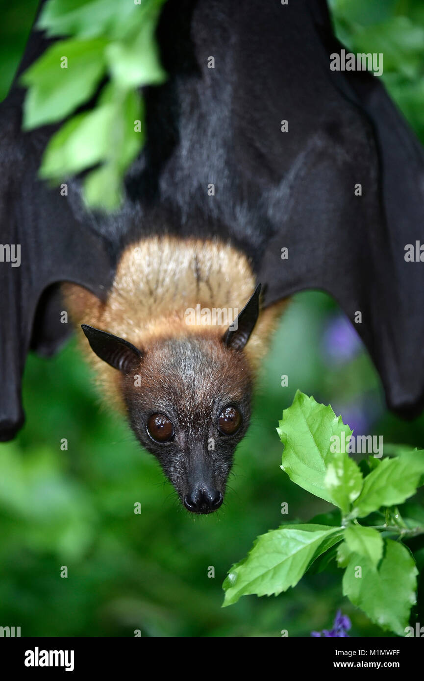 Kalong, pteropus vampyrus, kalong volo così grande cane, flying fox, noto come il maggiore flying fox: la malese, flying fox, malese flying fox, grandi fr Foto Stock