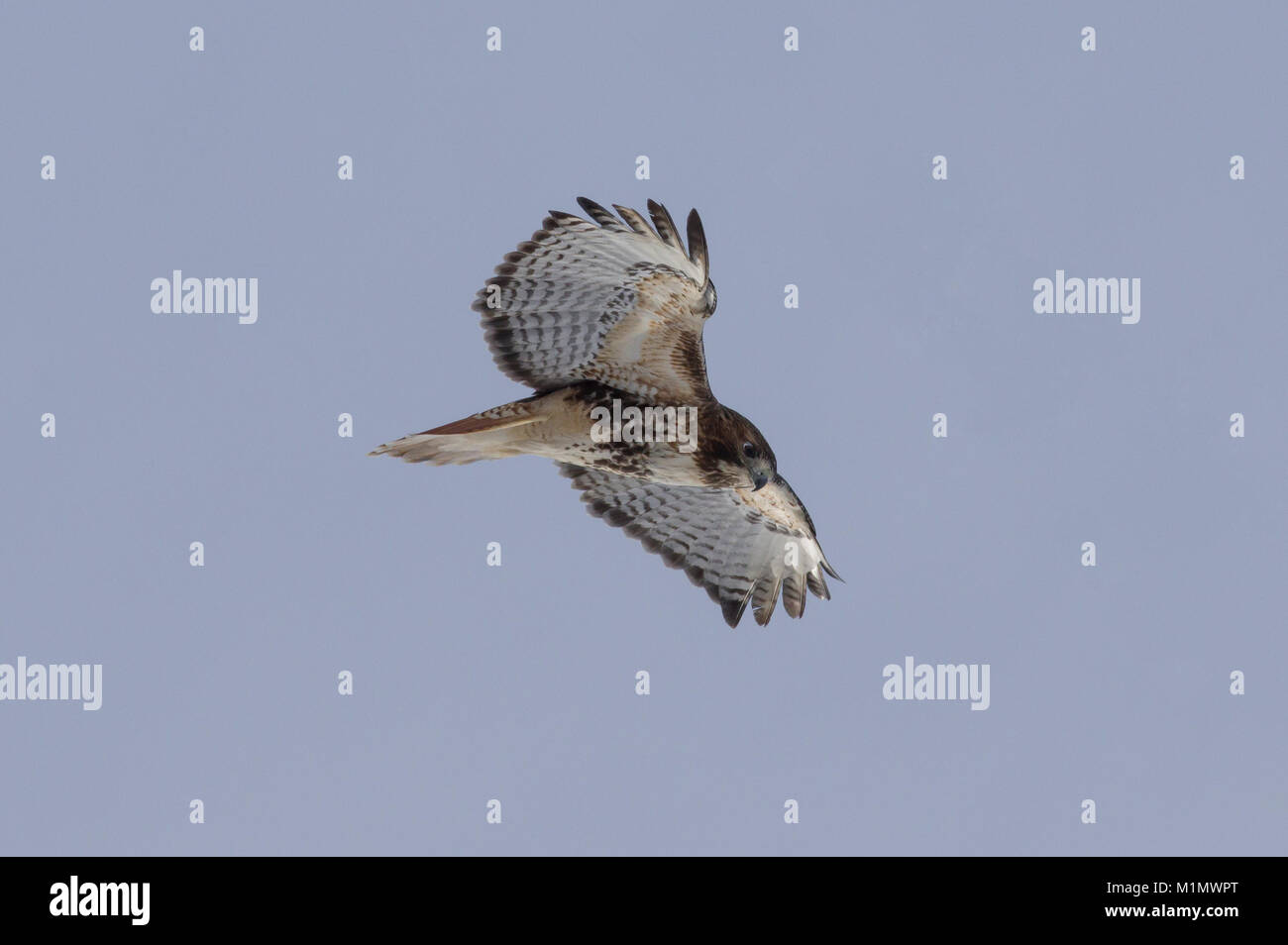 Abieticola sottospecie di Red-tailed Hawk in volo. Foto Stock