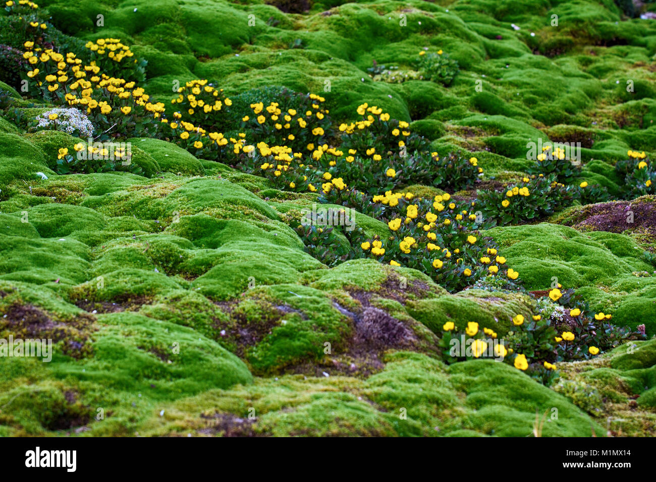 Uno dei fiori più settentrionale nel mondo. Ranuncolo-zolfo giallo (Ranunculus sulfurei) adattato al freddo di bassa altezza, fiori di cera, sostanza volatile protoa Foto Stock