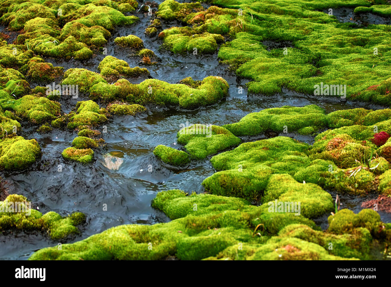 Muschi e licheni sono la maggior parte hardy piante e raggiungere estremo  limite nord della terra. Moss, prevale brium, in Franz Josef Land. Lo  scongelamento dei suoli Foto stock - Alamy