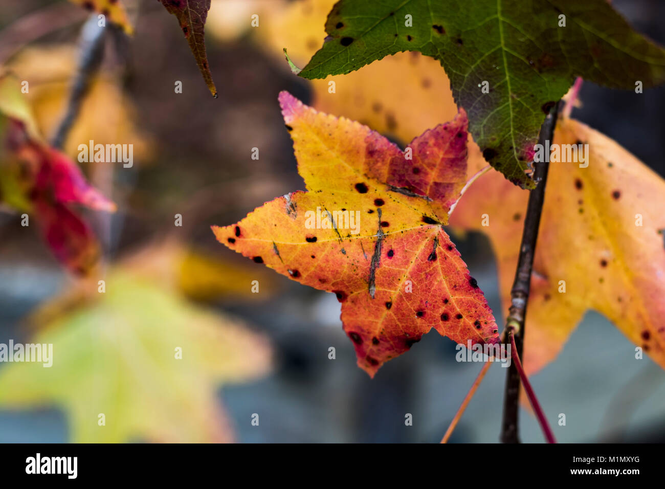 Punteggiate di foglie di acero in autunno Foto Stock