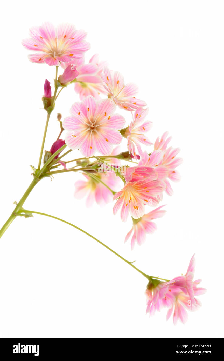 Rosa (Lewisia cotiledone amaro spezie), Rosa (Bitterwurz Lewisia cotiledone) Foto Stock