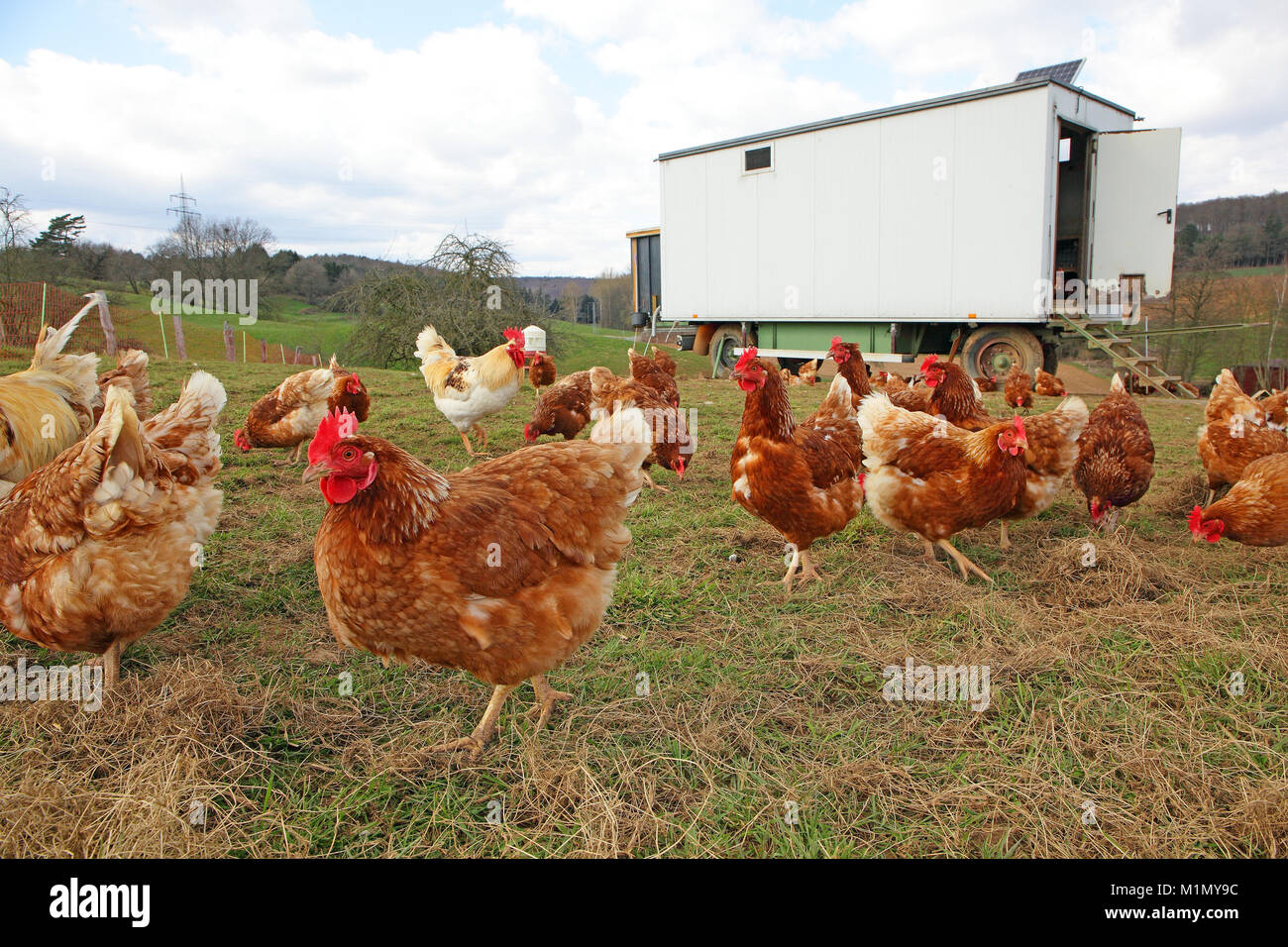 Polli in free-range agricola con scarico in un prato. In fondo è un mobile casa di pollo., Hühner in Freilandhaltung mit Auslauf auf ein Foto Stock