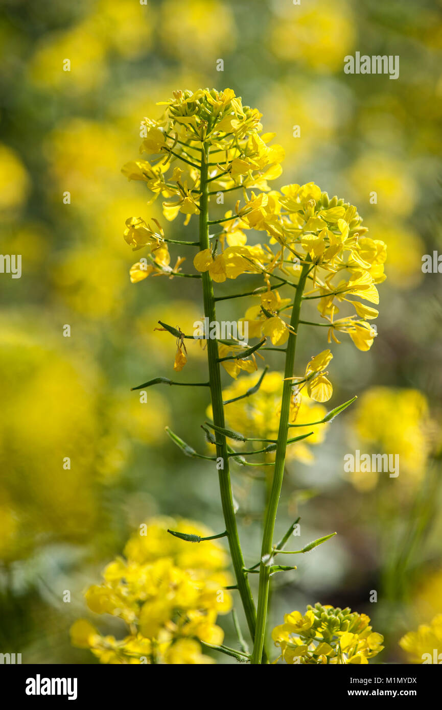 Brassica nigra,Schwarzer Senf,senape nera Foto Stock