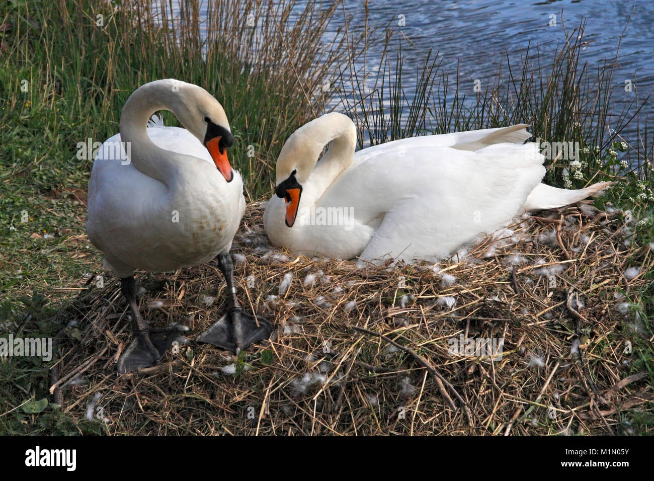 Cigni (Cygnus olor) al nido, Berwickshire, Scotland, Regno Unito. Foto Stock