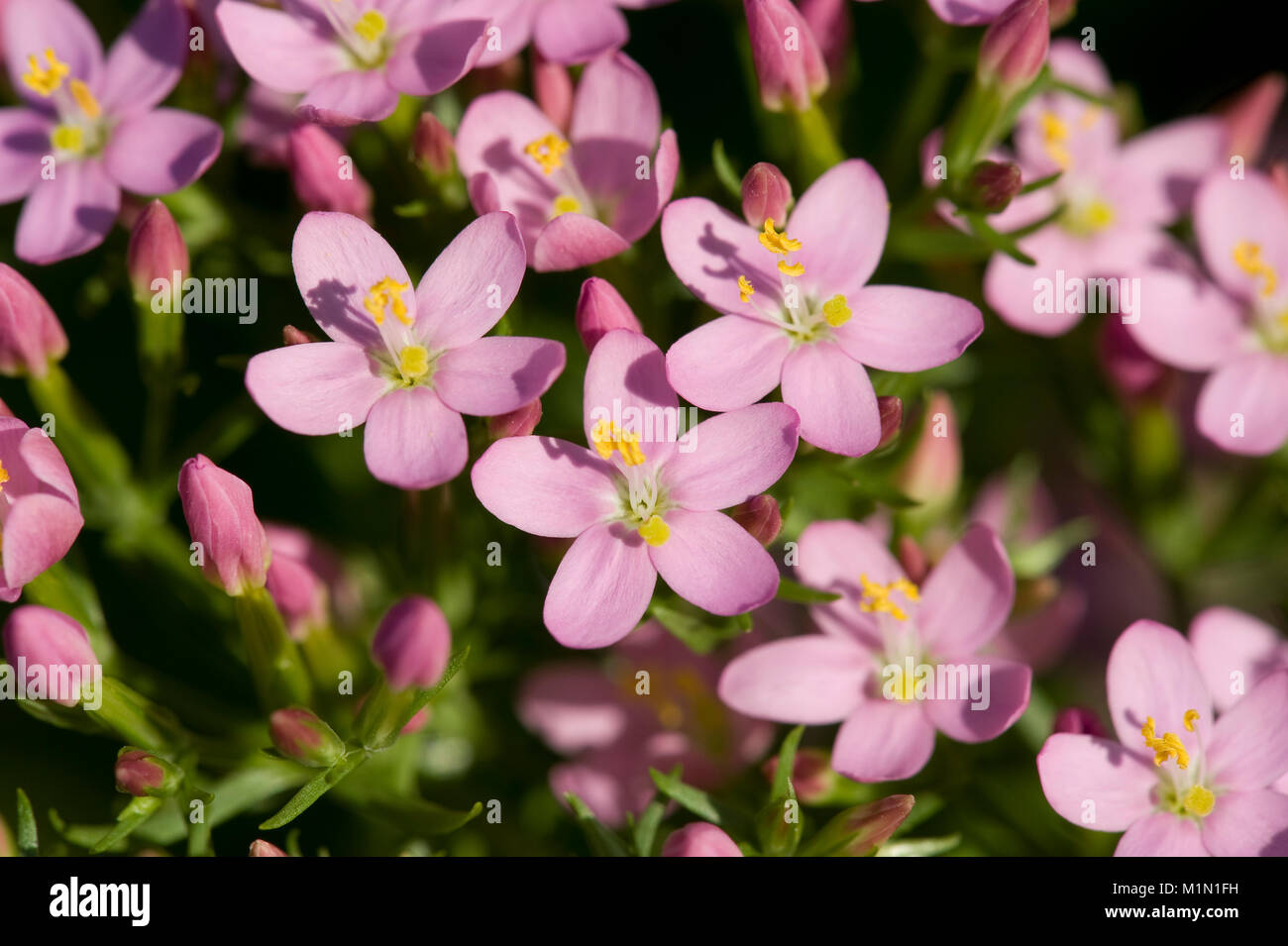 Centaurium erythraea,Echtes Tausendgueldenkraut,Common centaury, centaury europea Foto Stock