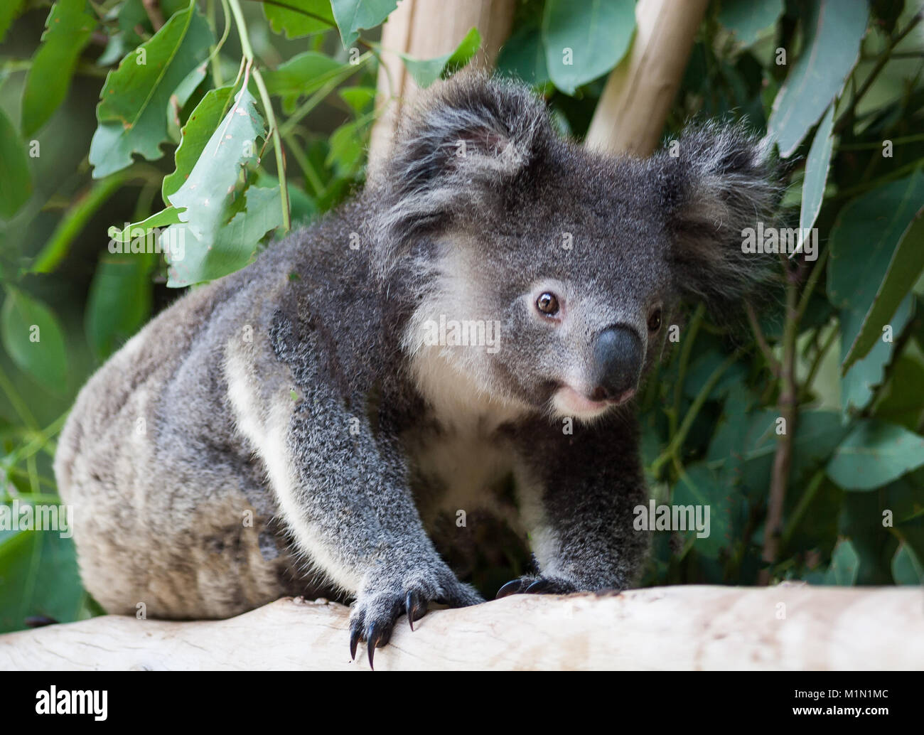 Il Koala strisciando alla sua sinistra come è voce in una posizione diversa tra le foglie di gomma. È fissando qualcosa nella sua linea di vista. Foto Stock