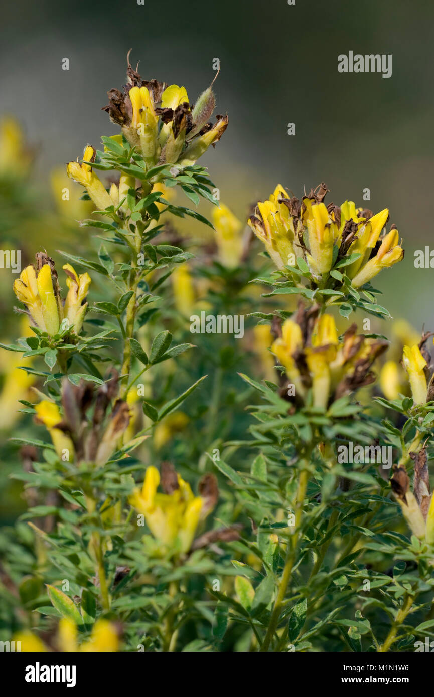 Chamaecytisus supinus,Kopf-Zwergginster,Kopf-Geissklee,scopa in cluster Foto Stock