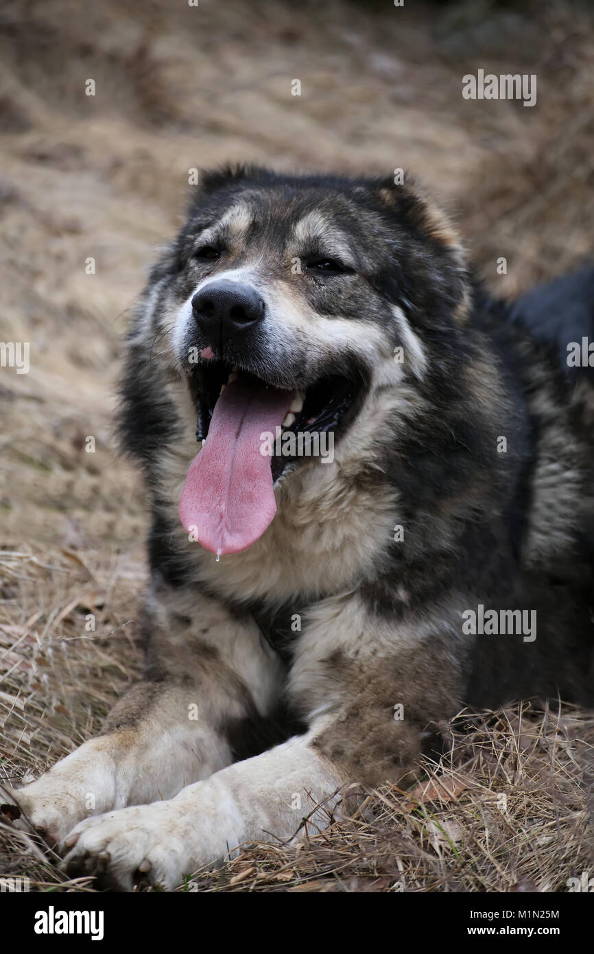 Il bulgaro bianco sheep dog riposo nella foresta di autunno- positionet messa a fuoco sul naso Foto Stock