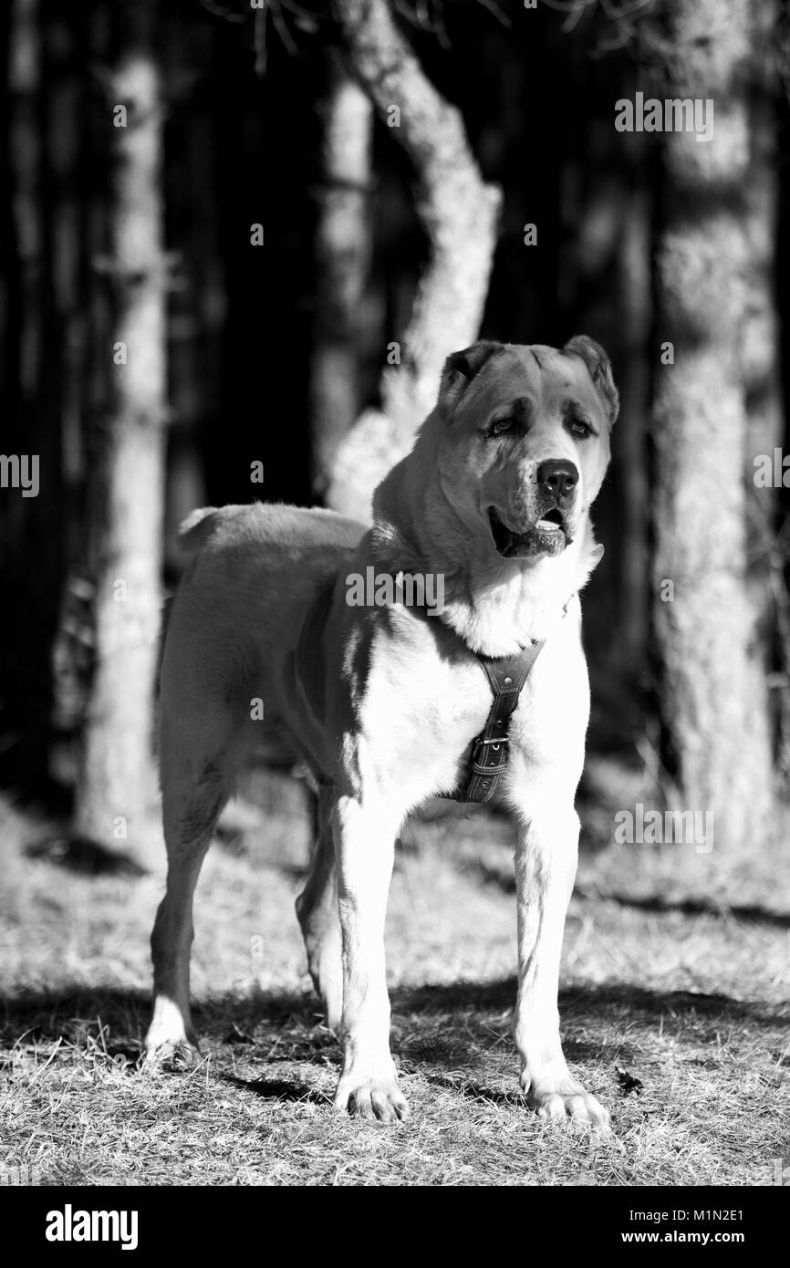 Ritratto in bianco e nero di grande alabai custode del cane la sua mandria vicino al bosco Foto Stock