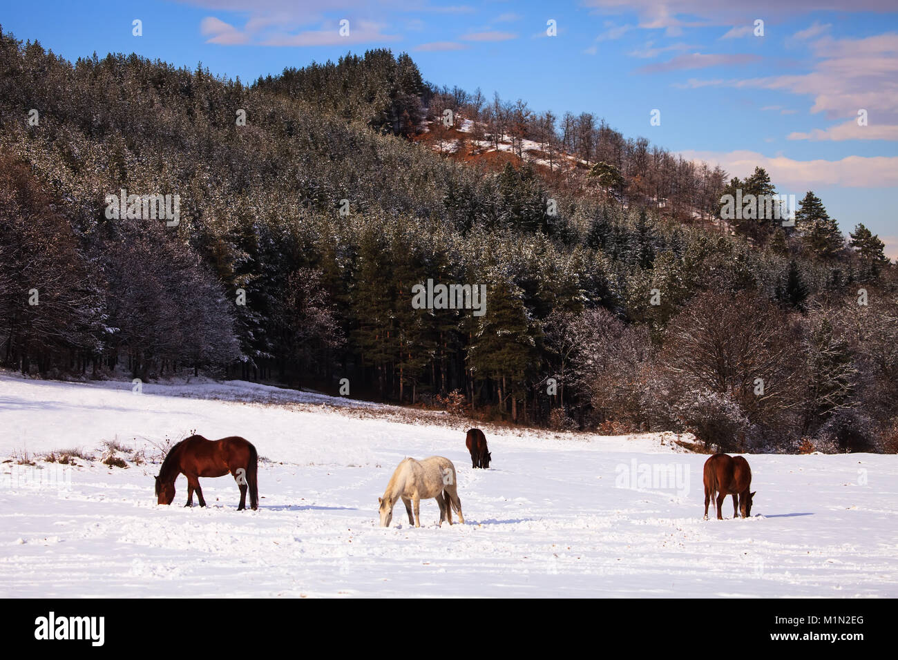 Più cavalli di fronte nevoso inverno forest Foto Stock